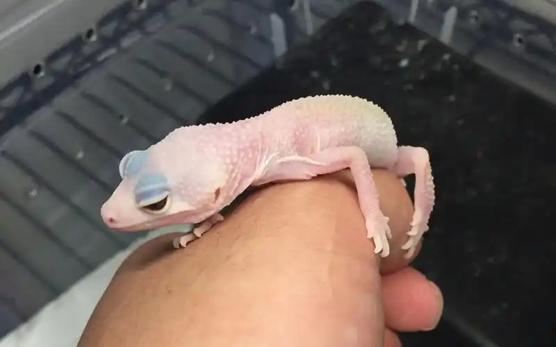 【灯火】超级暴风雪豹纹守宫【守宫城市】2018豹纹守宫饲养大全 1/3