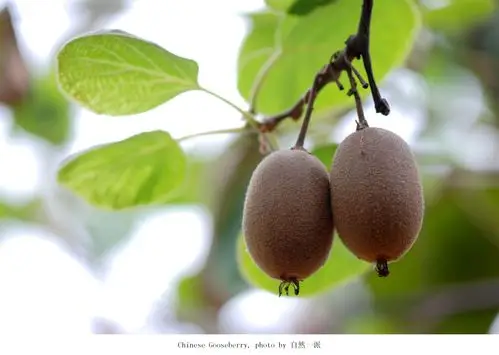 【猕猴桃摄影图片】武汉植物园生态摄影_自然一派_太平洋电脑网摄影