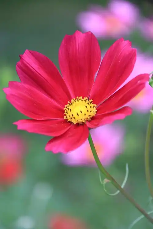 几张小花照片为夏日带来一丝清凉