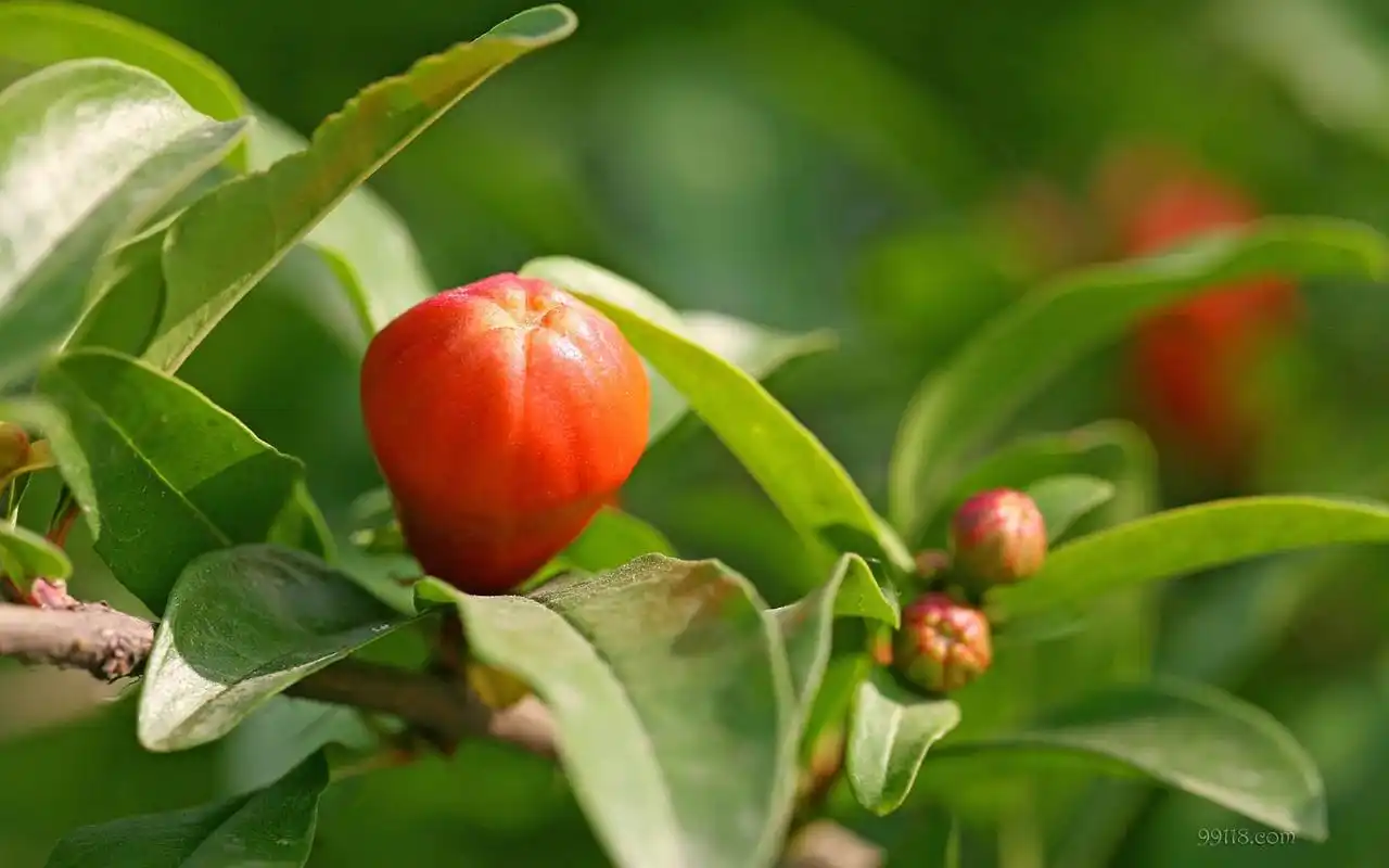 > 唯美石榴花摄影图片桌面壁纸(1440×900)