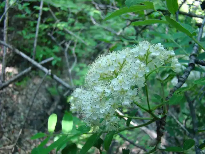 春夏之交—百花山上赏百花