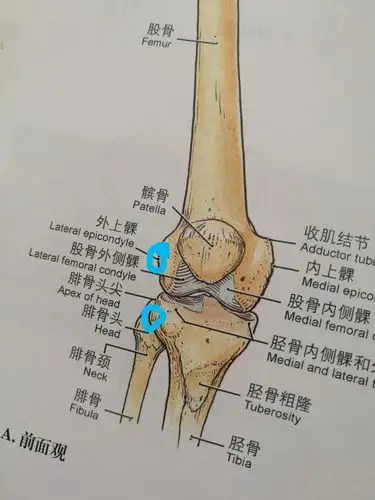 因为它跨过上面小圈标志的骨性结节(即股骨外侧髁)而止于下面小圈标志
