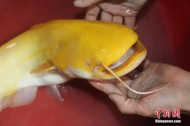 男子钓到5斤重金黄色鲶鱼:晶莹剔透
