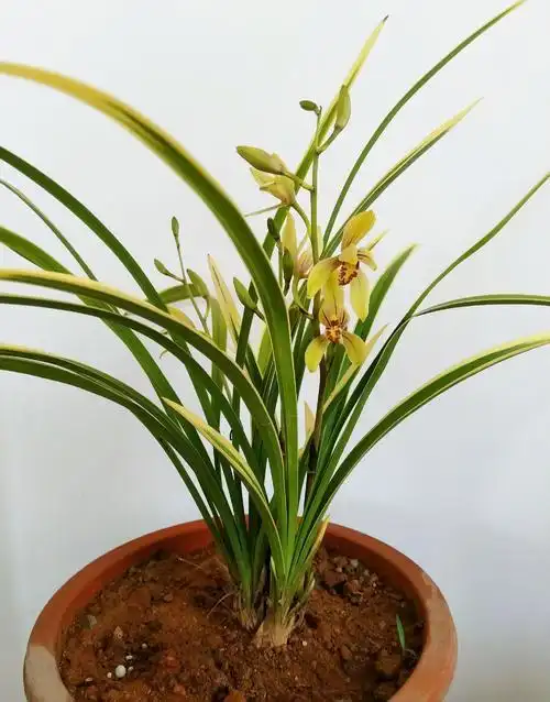 养殖小桃红这种兰花品种其实已经有好几年了,最开始在花卉市场上购买