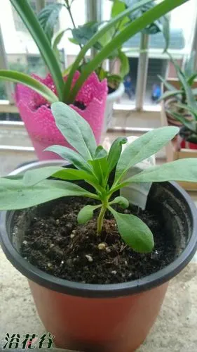 论坛居然没有种紫罗兰的?我来发一帖