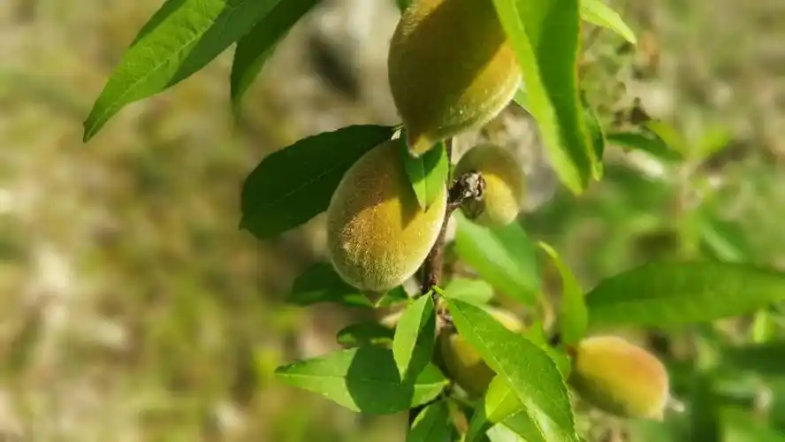 踏春去,人间四月吐芳菲! (揭西风光之三十五)