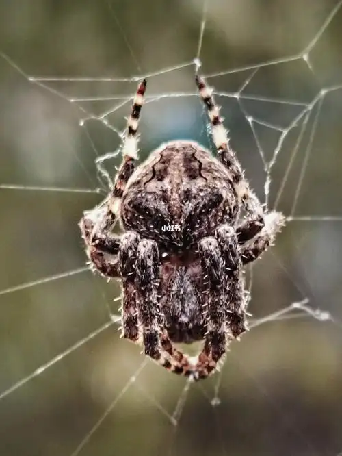大腹园蛛,蛛形纲,蜘蛛目