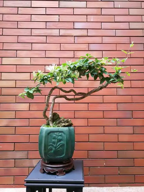 根系发达,是制作观根,观花,观叶具佳的盆景植物.下列图