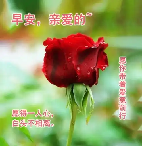 早上好美好的心情从清晨的问候开始