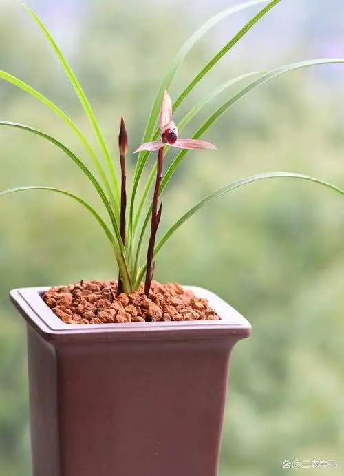 兰花是我国的名贵花卉品种,它的美丽只有我们的同胞才能欣赏.