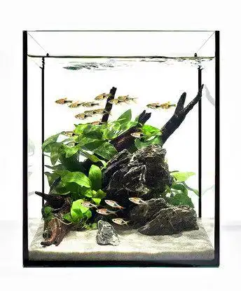 平面 草缸设计欣赏