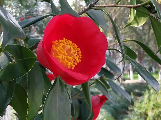 世界名贵花木一一山茶花
