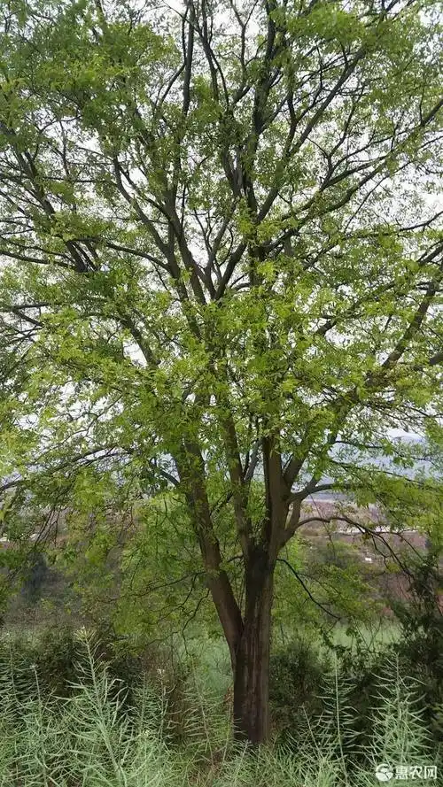 [小叶朴批发] 精品朴树价格8000元/棵 - 惠农网