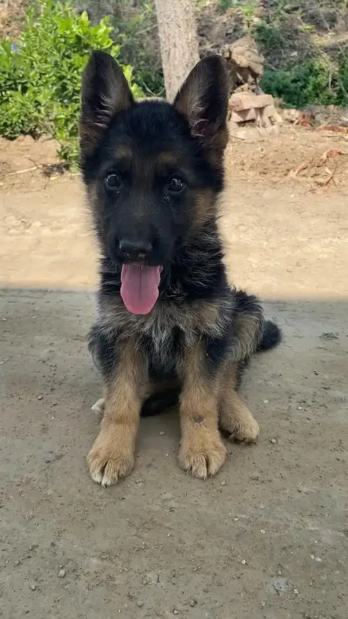 两个多月小德牧犬,这才是真正纯种的德牧犬!