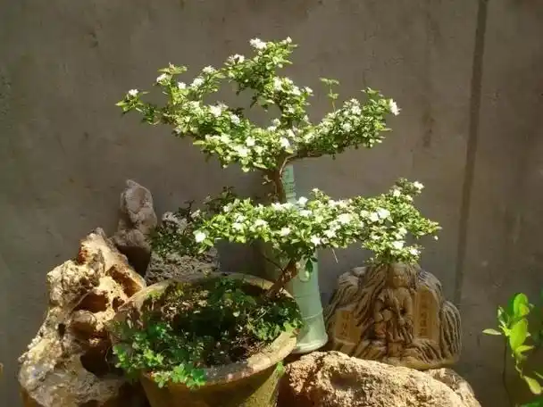 按8个步骤来,打造出别具一格的"六月雪"盆景,不试试可惜了