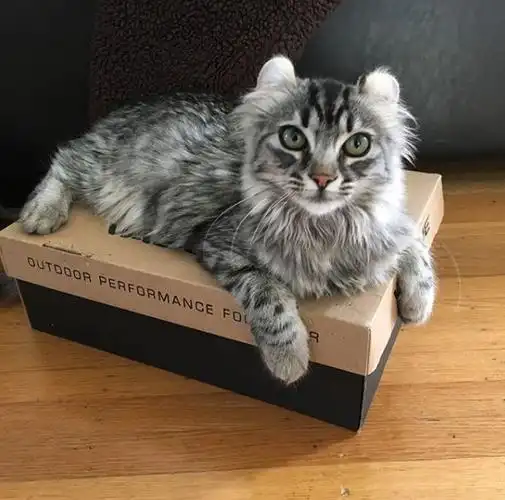 吸猫大会:美国卷耳猫mellie