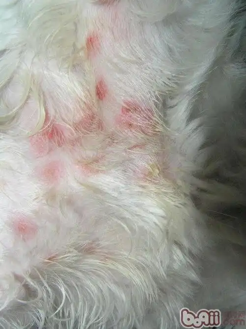 猫疥螨病是会传染人类的