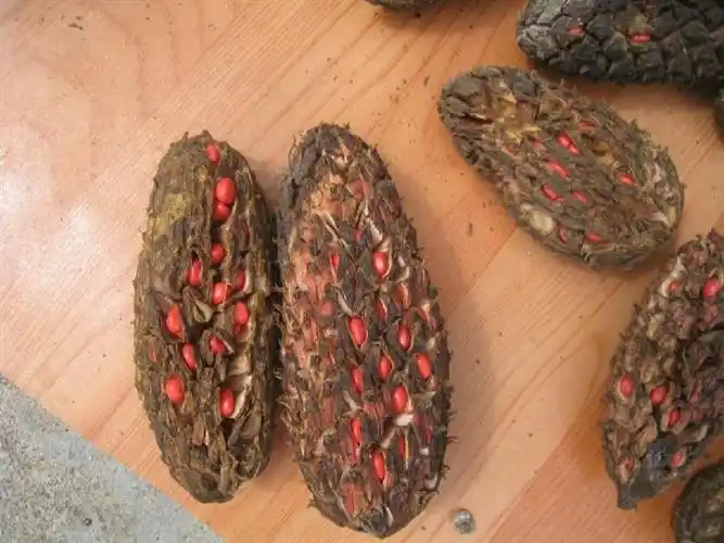 江陵黄柏种子联系电话-六峰爱博苗木专业合作社