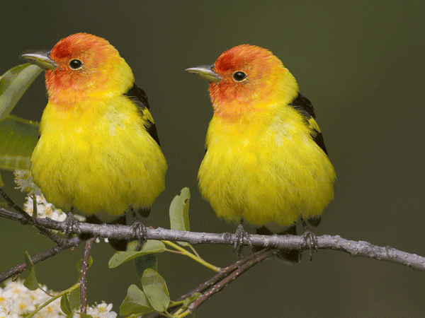 春风和煦,阳光灿烂,莺歌燕舞,小鸟从一条枝桠飞跃到另一枝条,欢快的啼