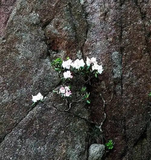 石缝里的坚强,还能绽放自己生命的精彩,做人也当如此