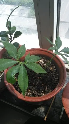 这个是马蹄莲幼苗么?