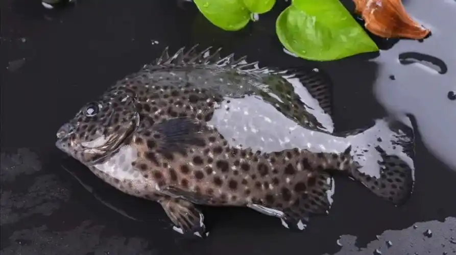 花金鼓斑石鲷高端海鱼深圳同城配送