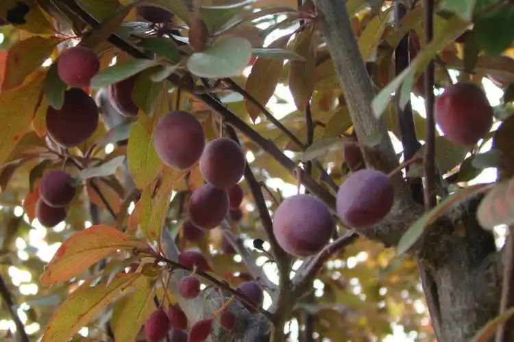 校园紫叶李树上结的果实【原创】