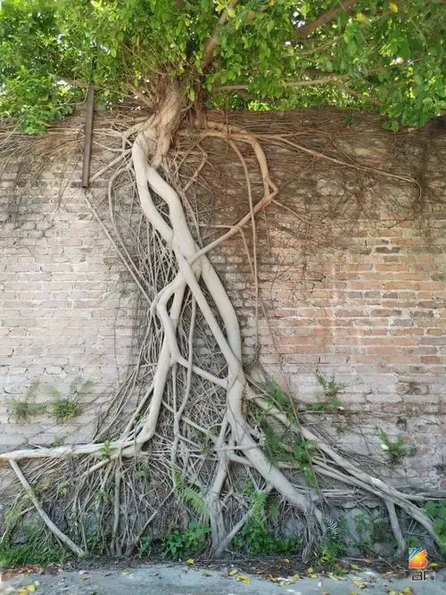 博白这面墙上竟然长了数棵参天大树!_根系