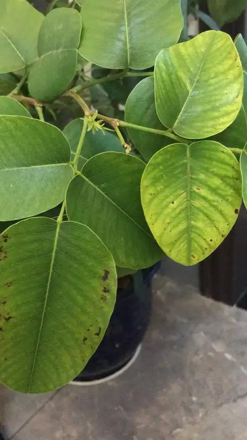 谁帮我看看这颗小叶紫檀树苗是不是生病了?