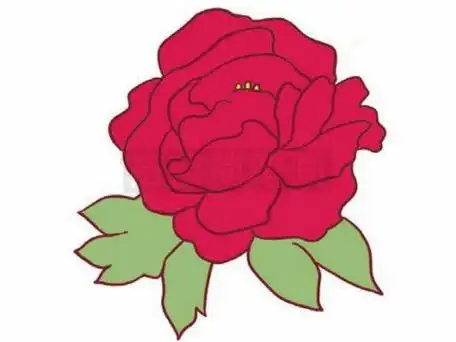 简笔画牡丹简笔画牡丹花怎么画彩色