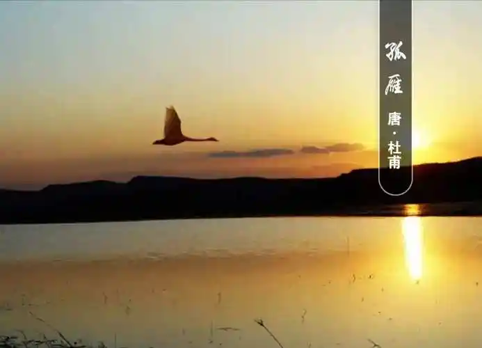 唐•杜甫《孤雁》赏析及同步练习