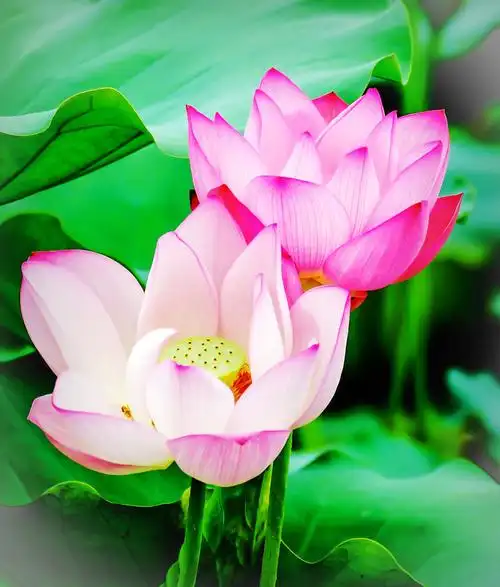 回忆夏日美丽的莲花