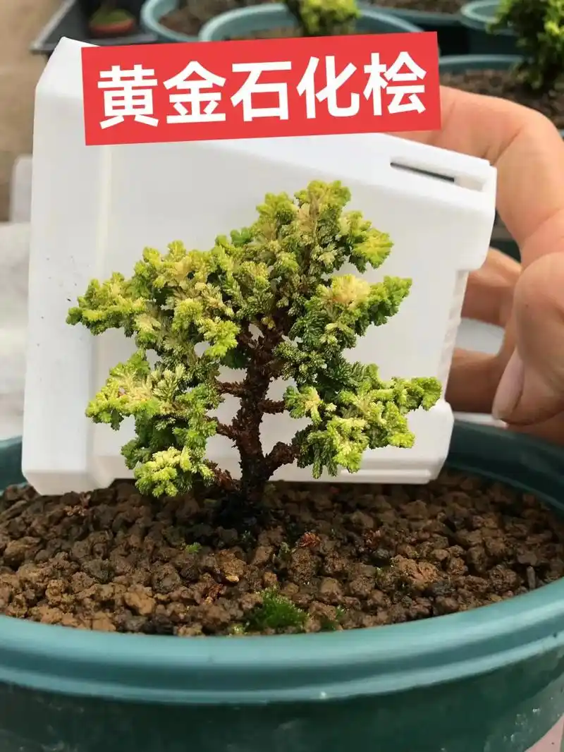 一棵树形很不错的黄金油画石化桧