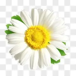 白色简约太阳花