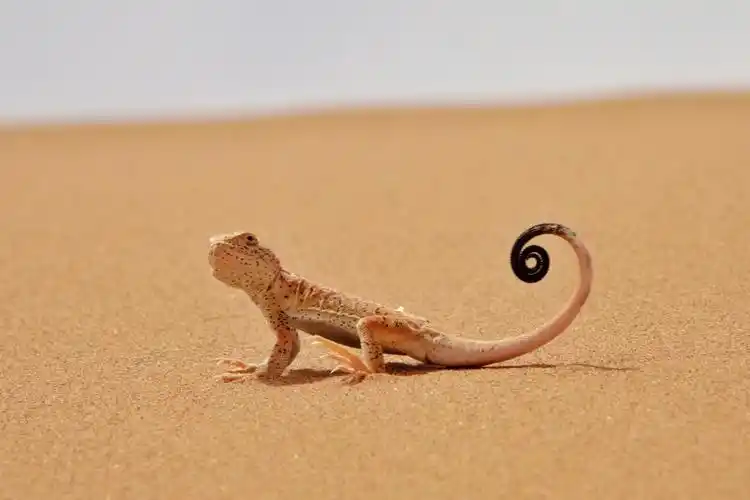 腾格里沙漠之行