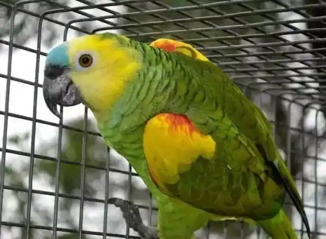 什么种类的鹦鹉说话能力最强?