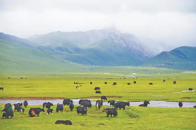 若尔盖-《华南师大报》