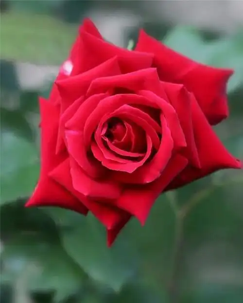 最美的玫瑰花最美的玫瑰花图片