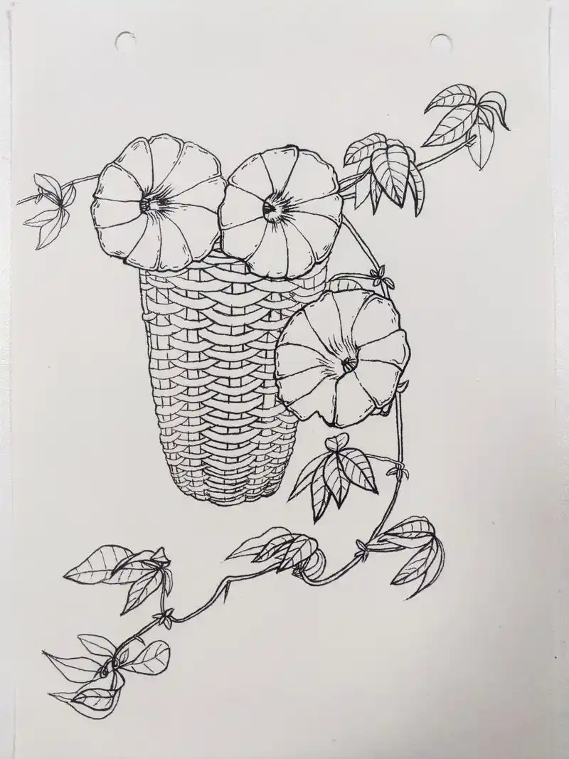 每日一画「牵牛花」