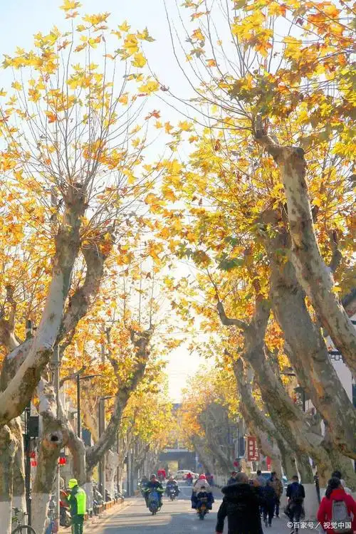 南京法国梧桐树的来历