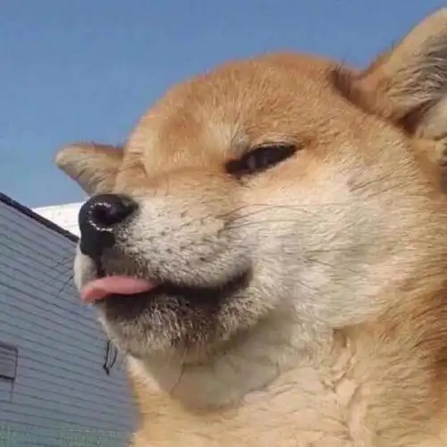 举起手来沙雕头像