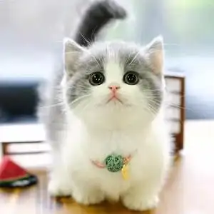 可爱的小猫咪宠物金银渐层美短布偶矮脚蓝猫幼猫tb5806752561500