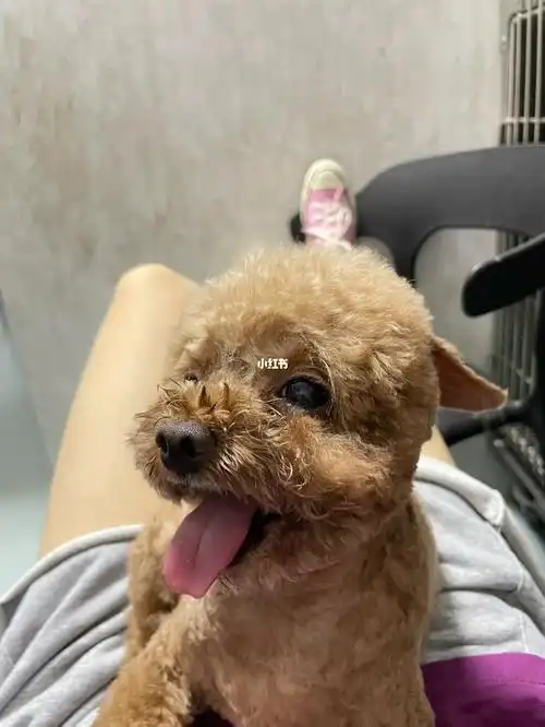 泰迪真是人间黏人精啊