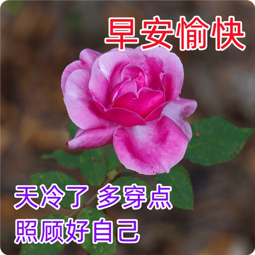 2024今日最新版早上好表情图片大全,早安吉祥,开心每一天!