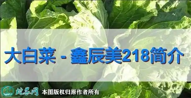 大白菜新品种鑫辰美218简介