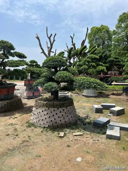 江苏闻香园林全方位投入造型罗汉松地景行业_种植_庭院_土壤