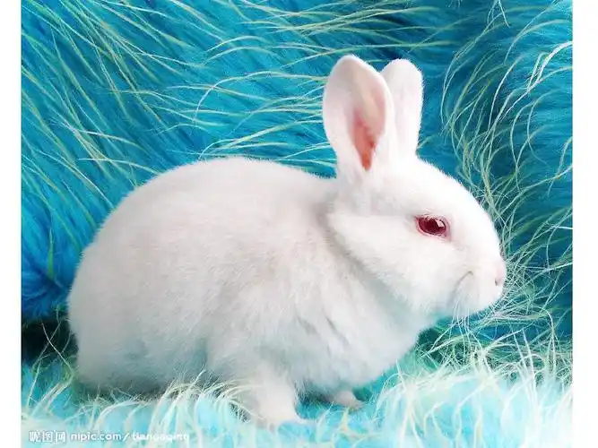 可爱的小白兔