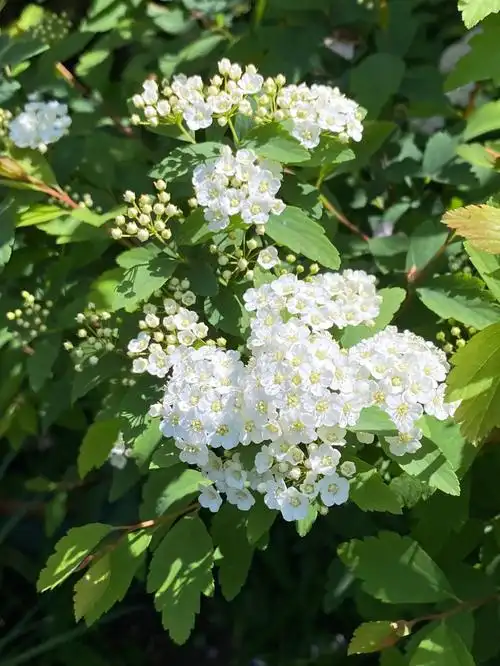 安静的花菱叶绣线菊
