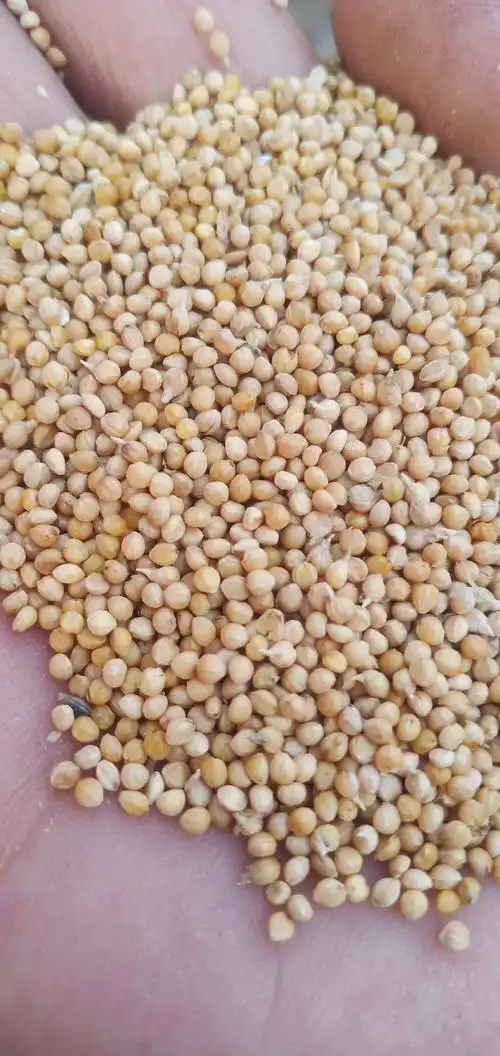 小米 东北优质谷子