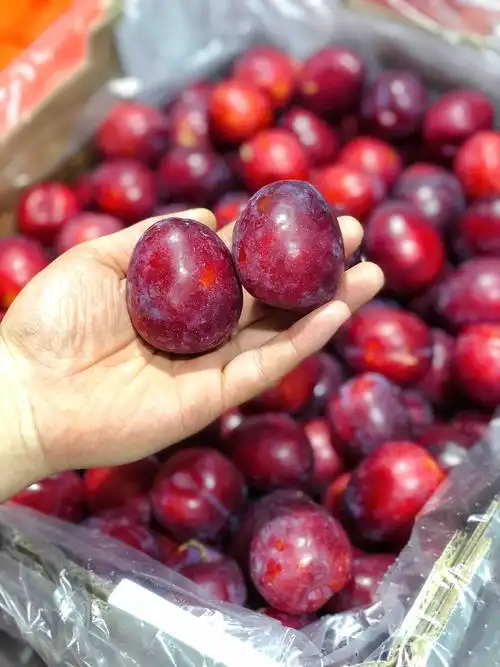 鸡心李智利鸡心李甜脆好吃果肉青黄好吃李子中抗氧化剂含量高的惊人